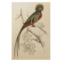 Original Antique Bird Print, the Trogon, Tallis, circa 1850
