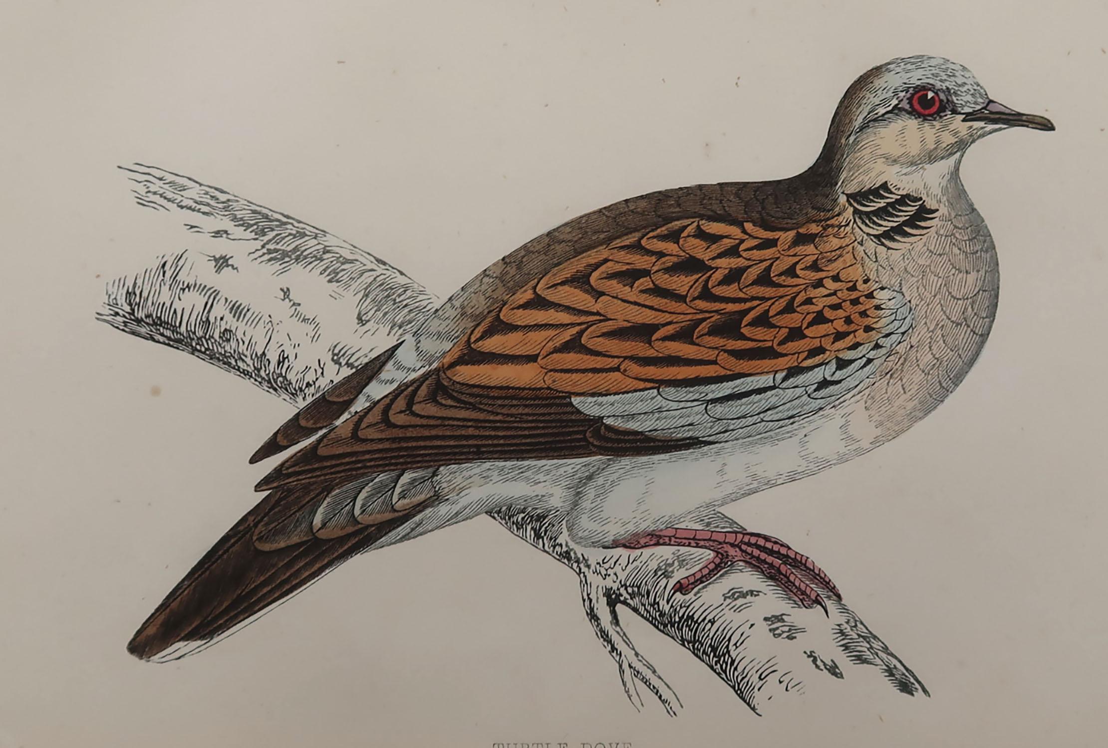 Great image of a turtle dove

Unframed. It gives you the option of perhaps making a set up using your own choice of frames.

Lithograph with original hand color.

Published, circa 1870

Free shipping.




 