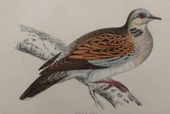 Original Antique Bird Print, The Turtle Dove, circa 1870