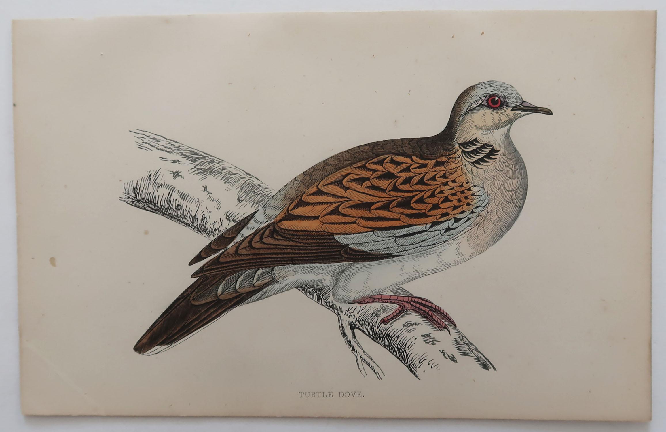 Folk Art Original Antique Bird Print, the Turtle Dove, circa 1870