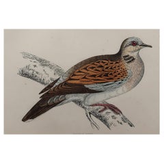 Original Antique Bird Print, the Turtle Dove, circa 1870
