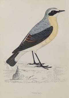 Original Antique Bird Print, the Wheatear, circa 1870