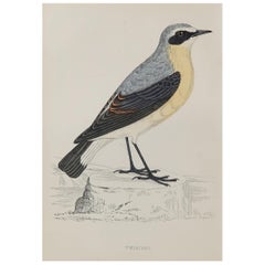 Original Antique Bird Print, the Wheatear, circa 1870