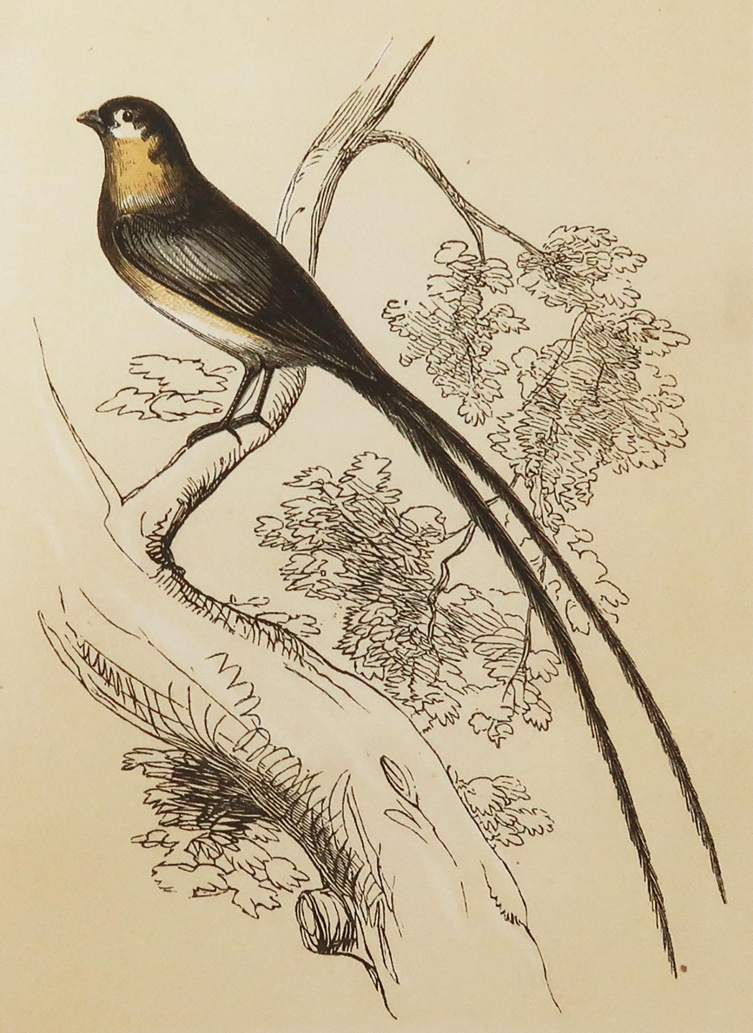 Great image of a whidah finch

Unframed. It gives you the option of perhaps making a set up using your own choice of frames

Lithograph with original color.

Published by Tallis circa 1850

Crudely inscribed title has been erased at the bottom of