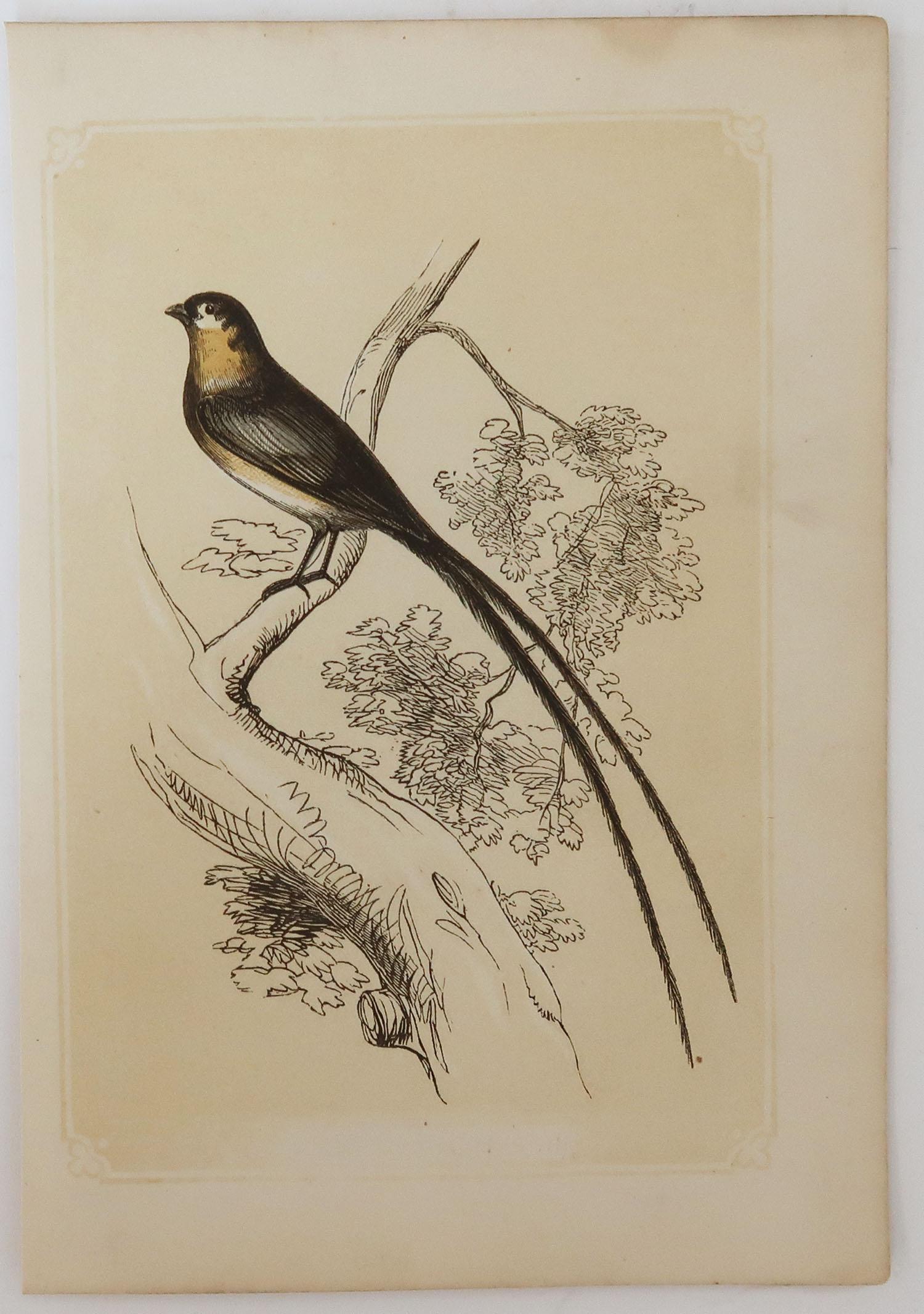 Folk Art Original Antique Bird Print, the Whidah Finch, Tallis circa 1850
