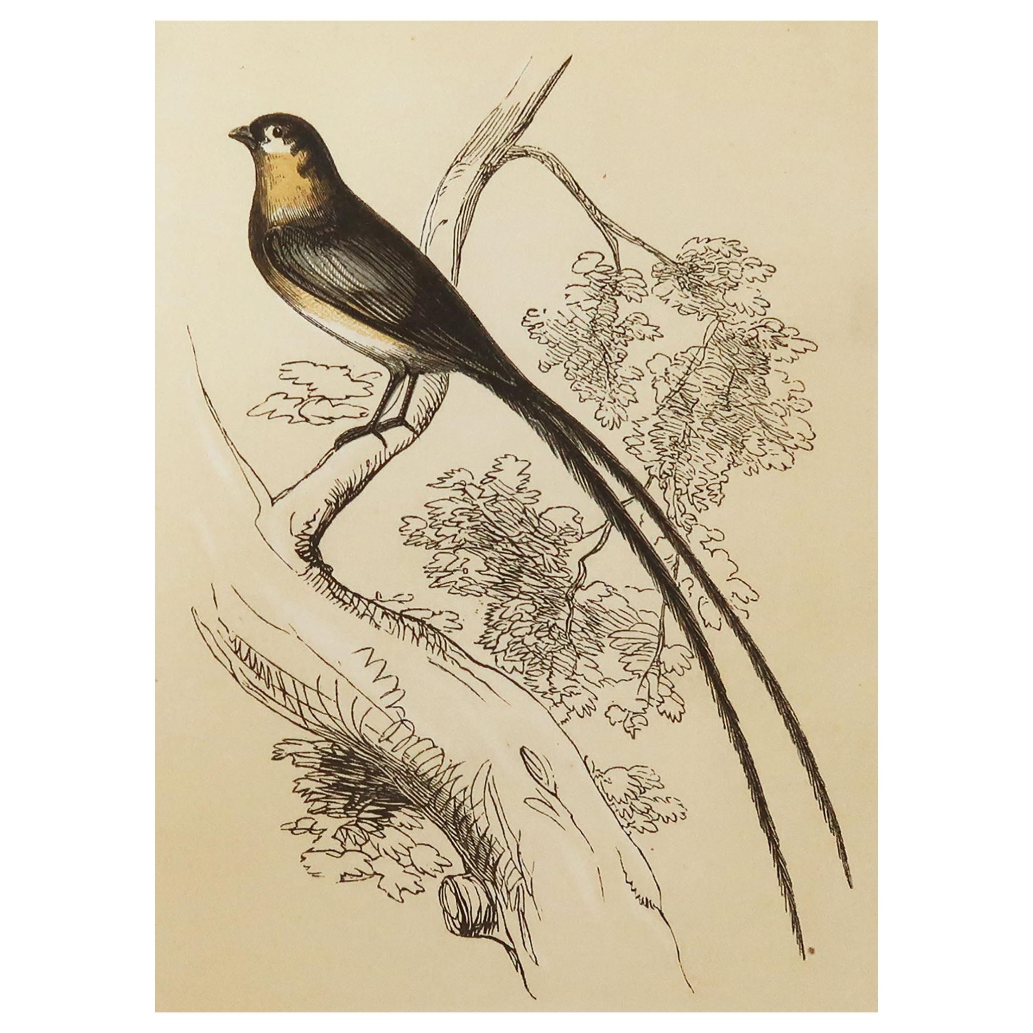 Original Antique Bird Print, the Whidah Finch, Tallis circa 1850
