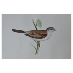 Original Antique Bird Print, the Whitethroat, circa 1850