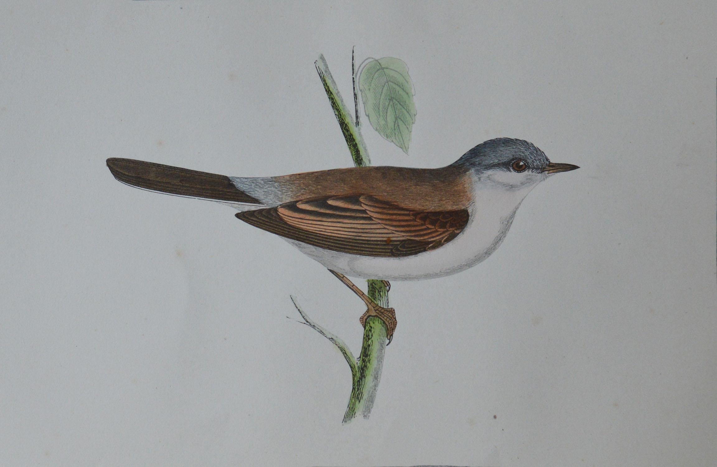 Folk Art Original Antique Bird Print, the Whitethroat, circa 1850
