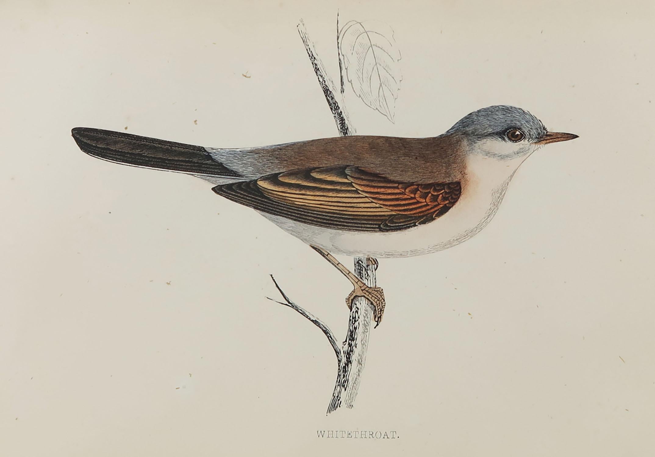 Great image of a whitethroat

Unframed. It gives you the option of perhaps making a set up using your own choice of frames.

Lithograph with original hand color.

Published, circa 1870

Free shipping.





