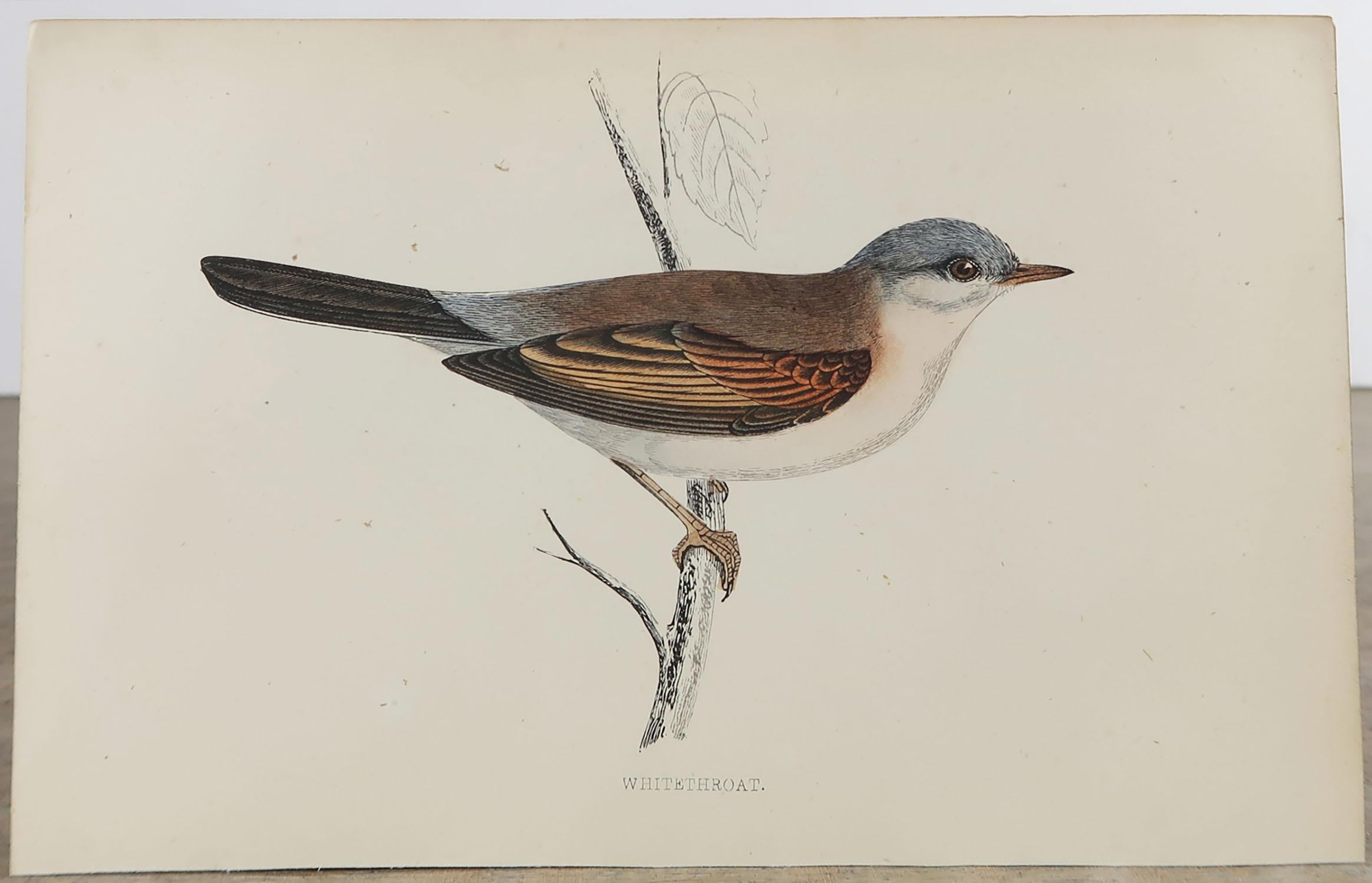 Folk Art Original Antique Bird Print, the Whitethroat, circa 1870