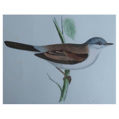 Original Antique Bird Print, the Whitethroat, circa 1870