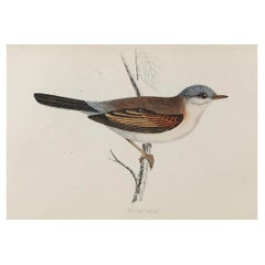 Original Antique Bird Print, the Whitethroat, circa 1870