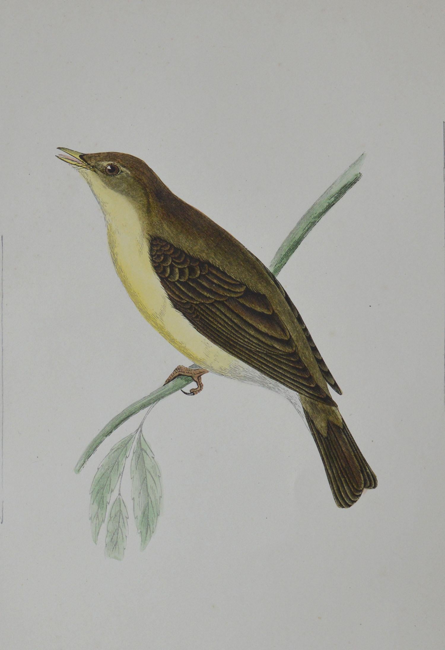 Folk Art Original Antique Bird Print, the Willow Warbler, circa 1850