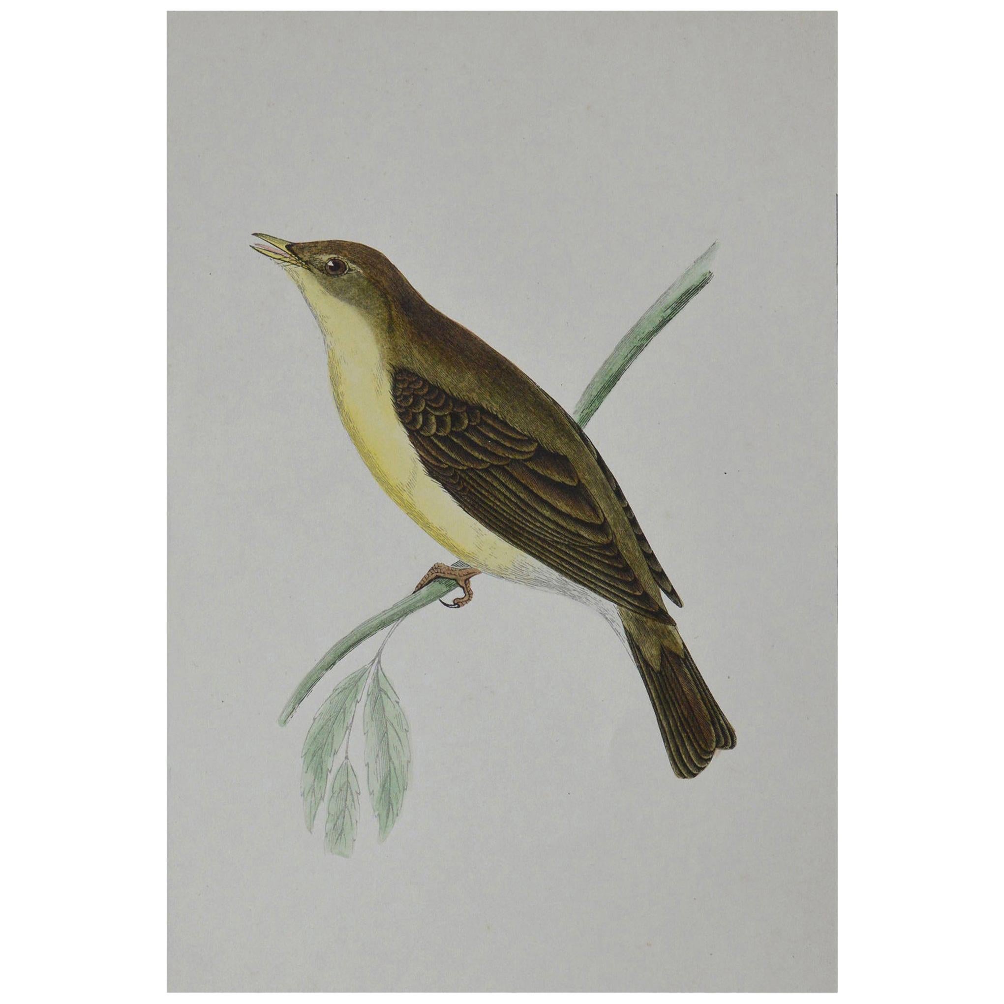 Original Antique Bird Print, the Willow Warbler, circa 1850