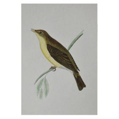 Original Antique Bird Print, the Willow Warbler, circa 1850
