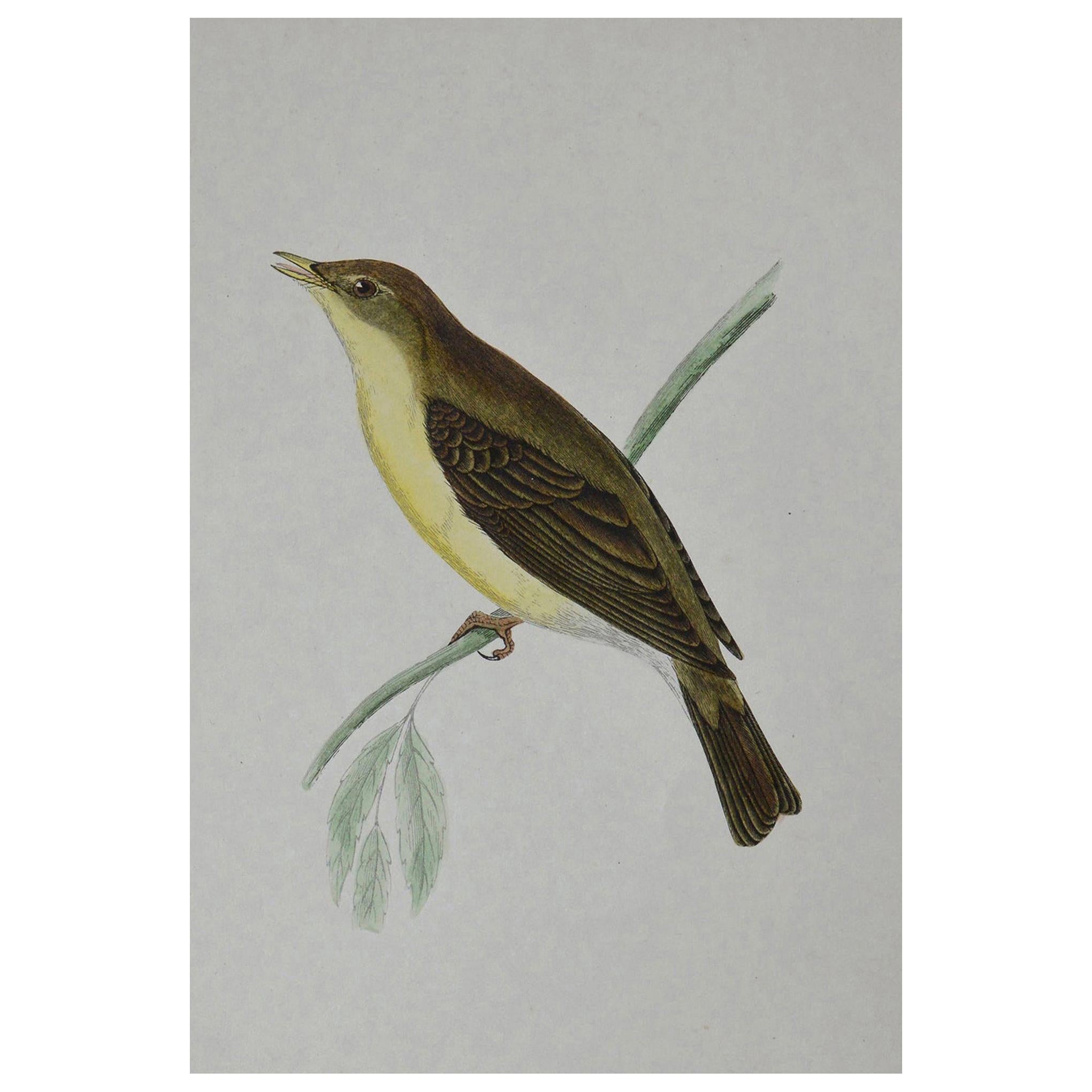 Original Antique Bird Print, the Willow Warbler, circa 1850