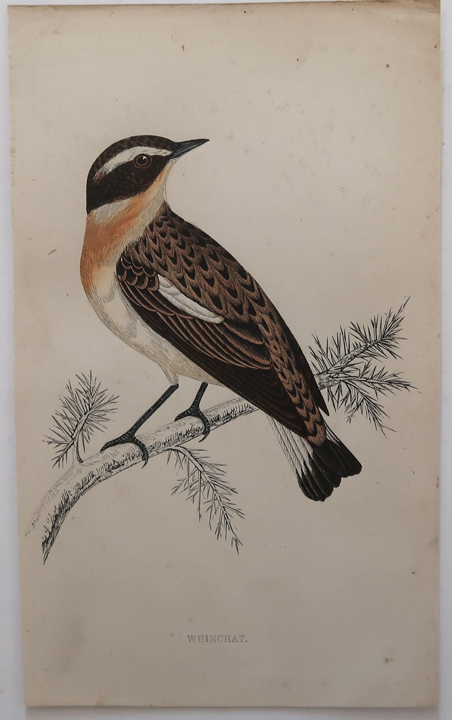 Folk Art Original Antique Bird Print, the Winchat, circa 1870