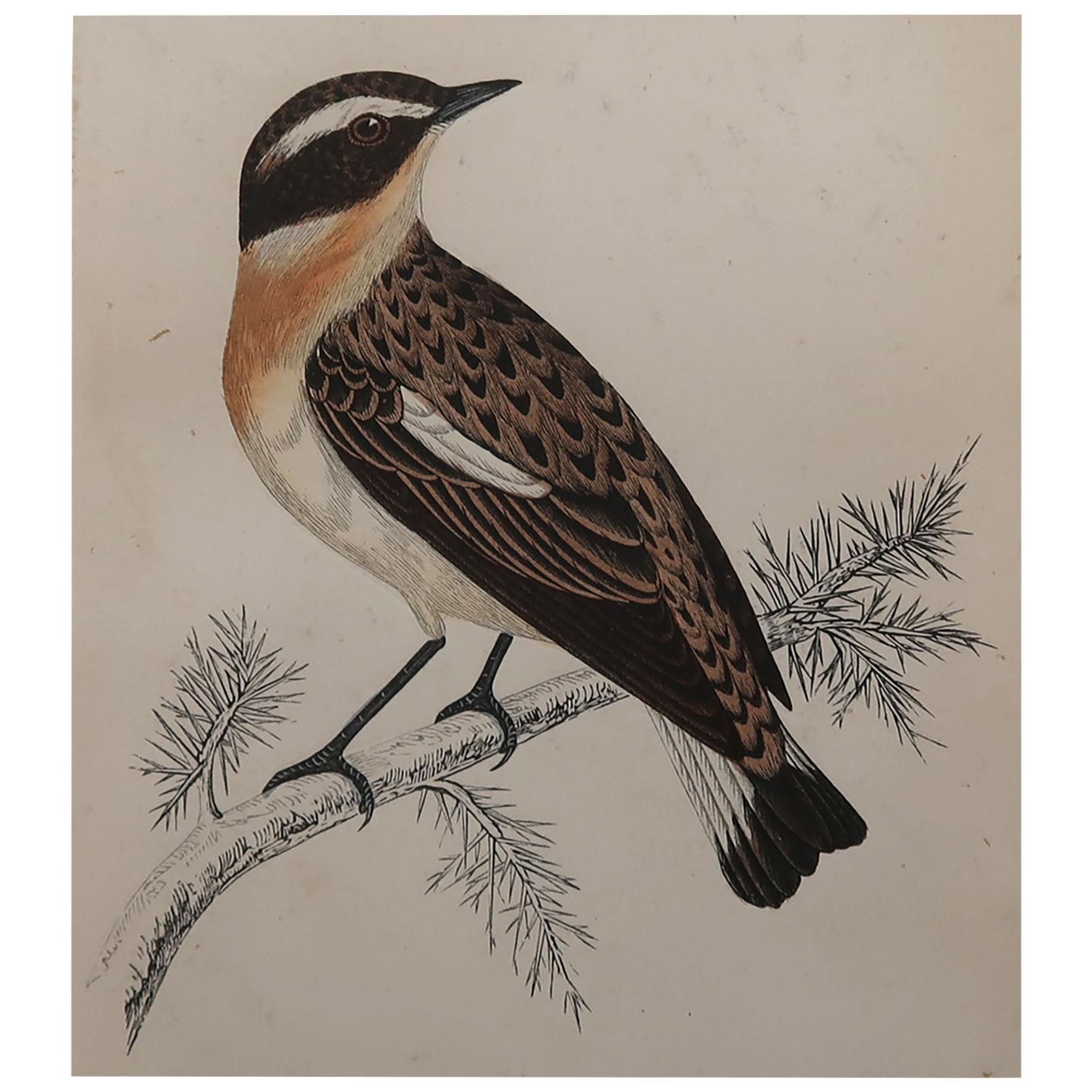 Original Antique Bird Print, the Winchat, circa 1870