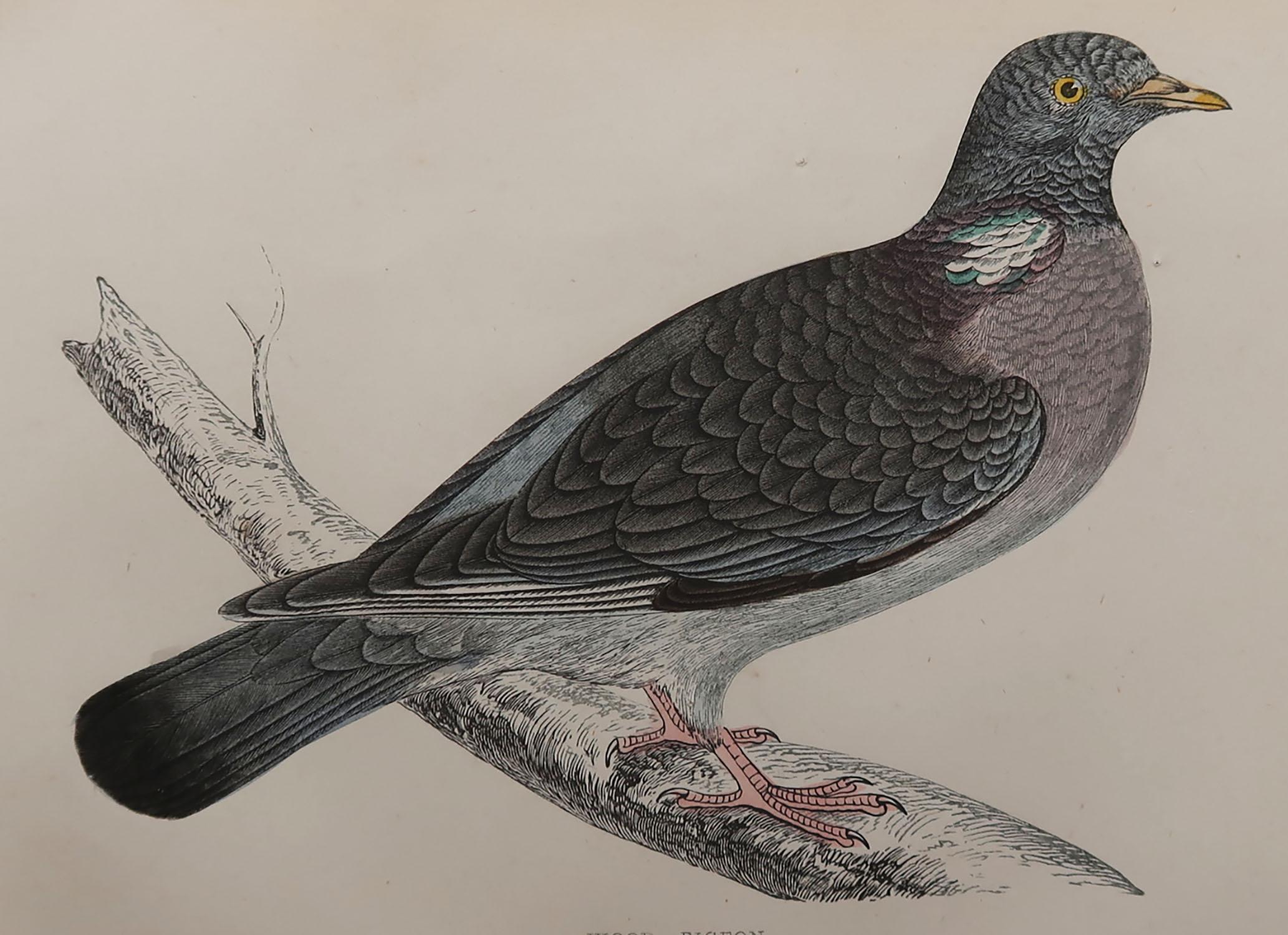 Great image of a wood pigeon

Unframed. It gives you the option of perhaps making a set up using your own choice of frames.

Lithograph with original hand color.

Published, circa 1870

Free shipping.




  