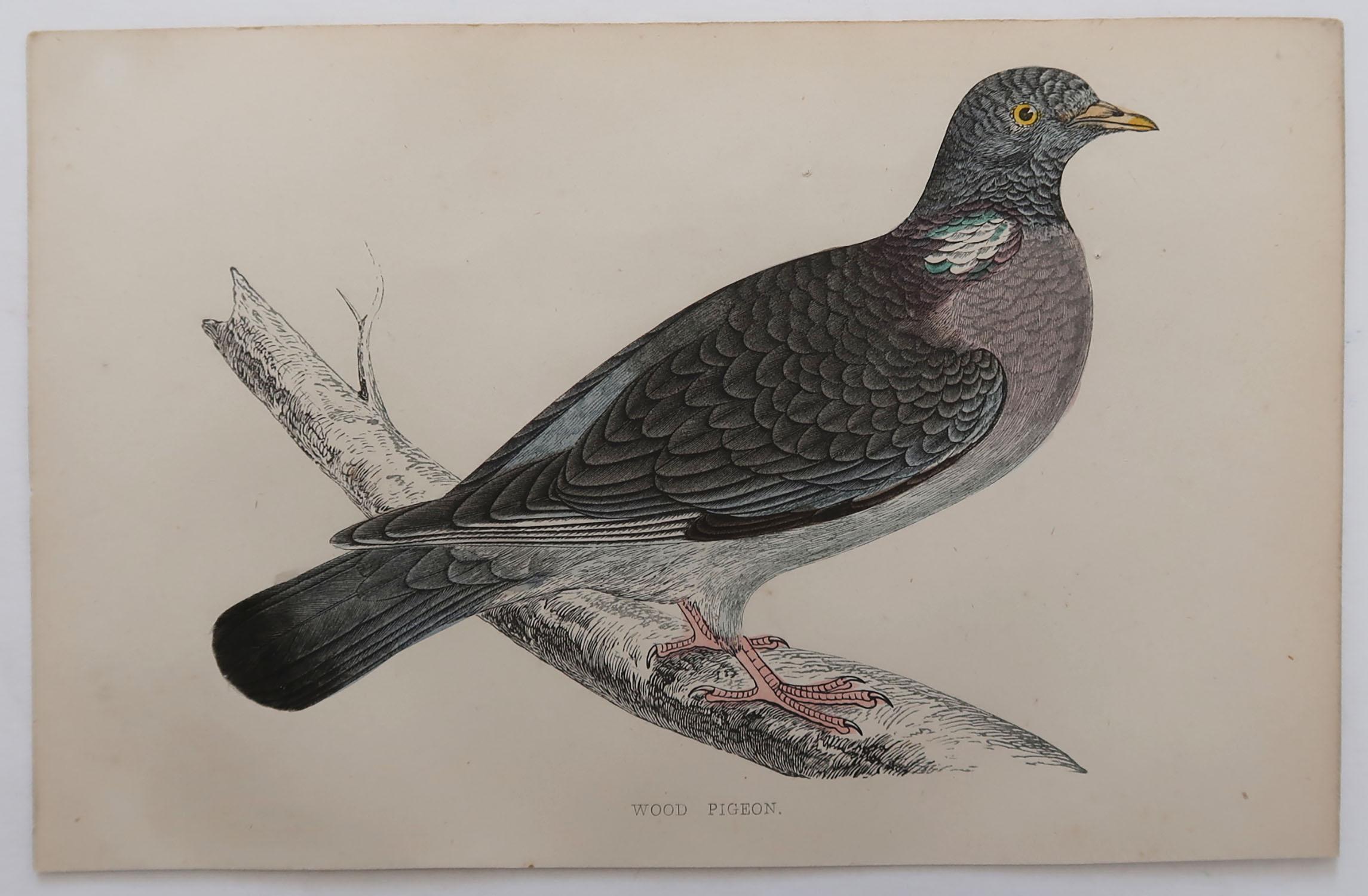 Folk Art Original Antique Bird Print, the Wood Pigeon, circa 1870
