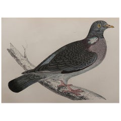 Original Antique Bird Print, the Wood Pigeon, circa 1870