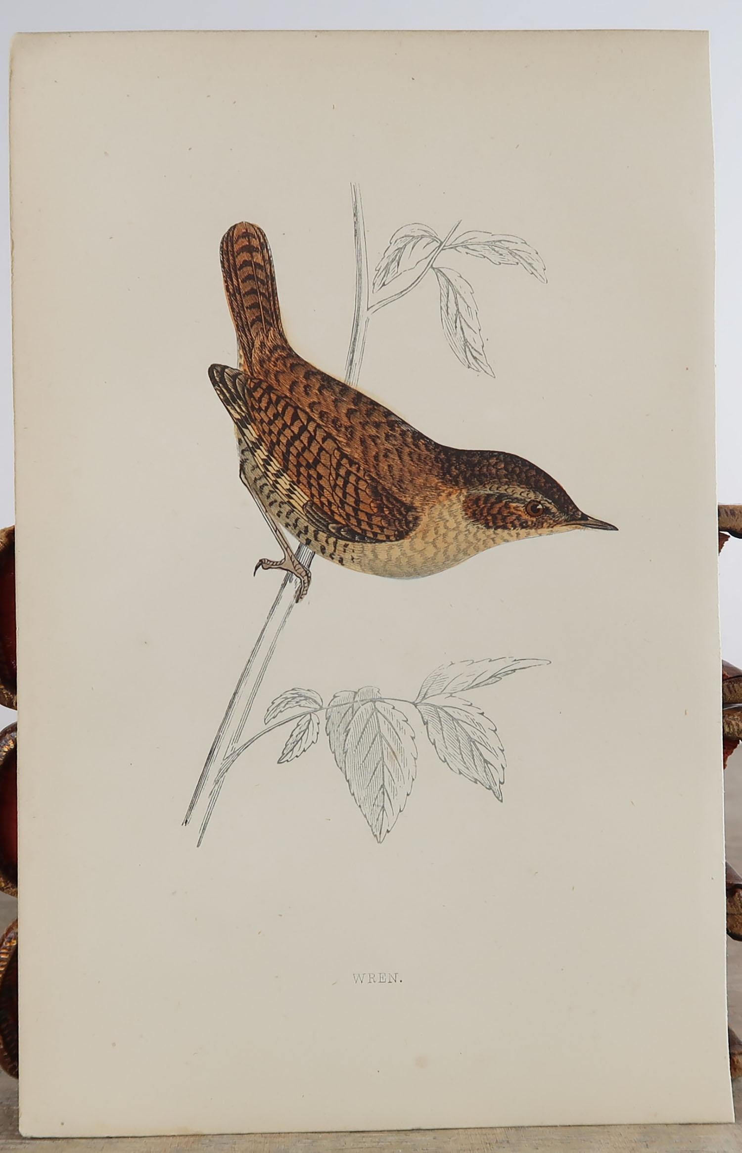 Folk Art Original Antique Bird Print, the Wren, circa 1870