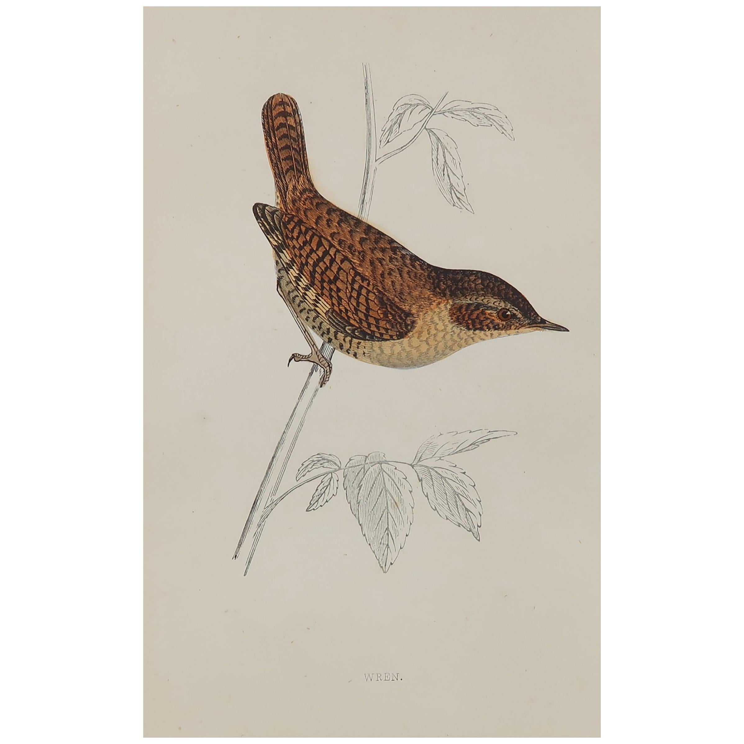 Original Antique Bird Print, the Wren, circa 1870