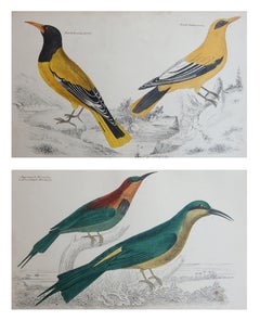 Original Antique Bird Prints, Oriole and Bee-eaters. 1847