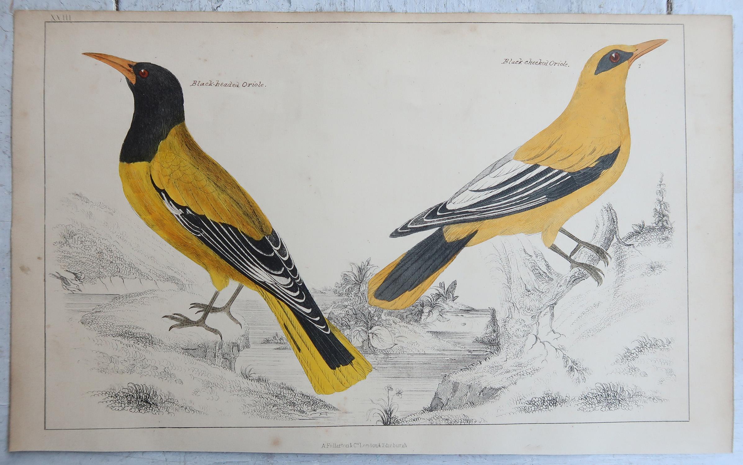 Original antike Vogeldrucke, Oriole und Bienenkäfer. 1847 (Volkskunst) im Angebot