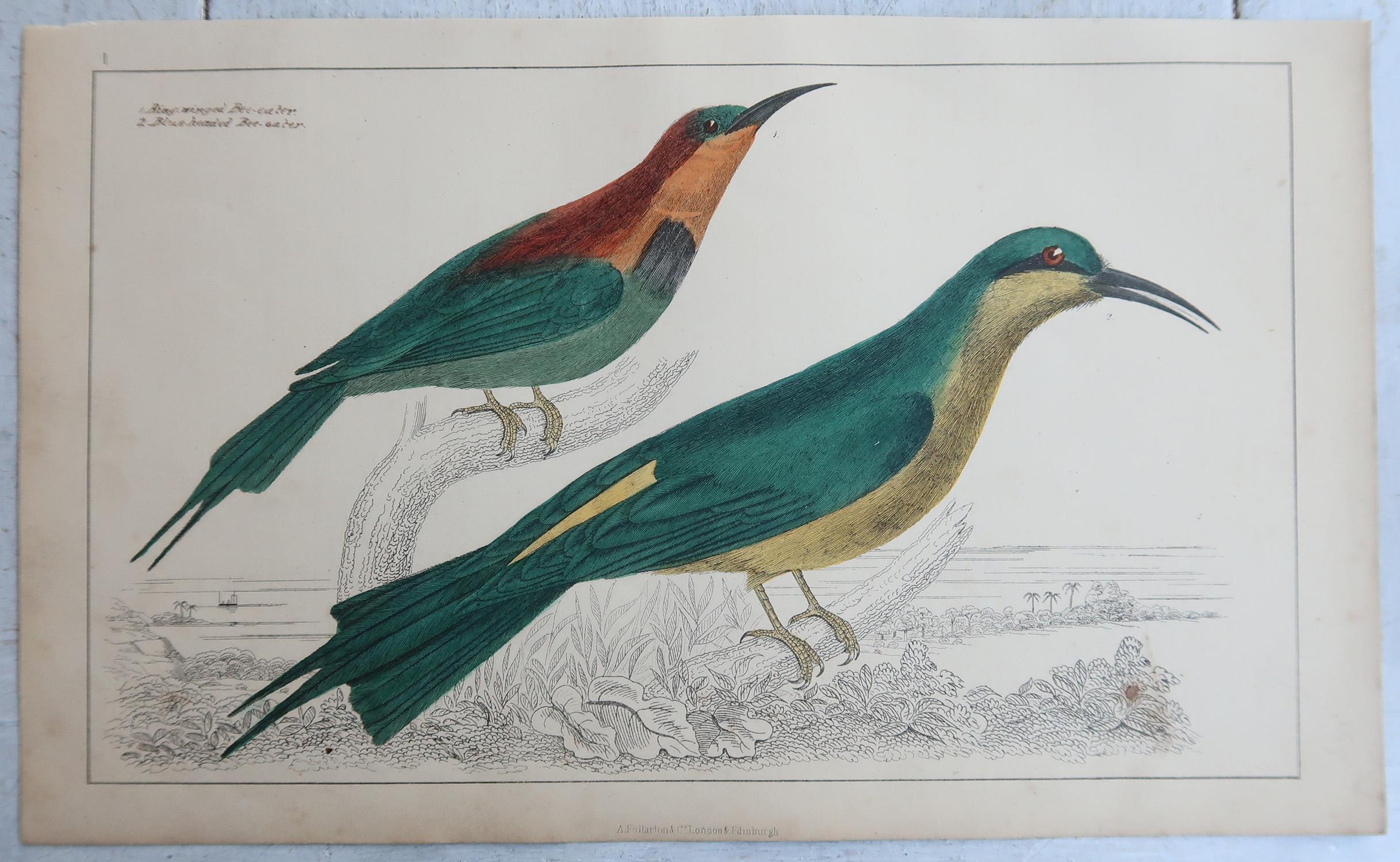Original antike Vogeldrucke, Oriole und Bienenkäfer. 1847 (Englisch) im Angebot