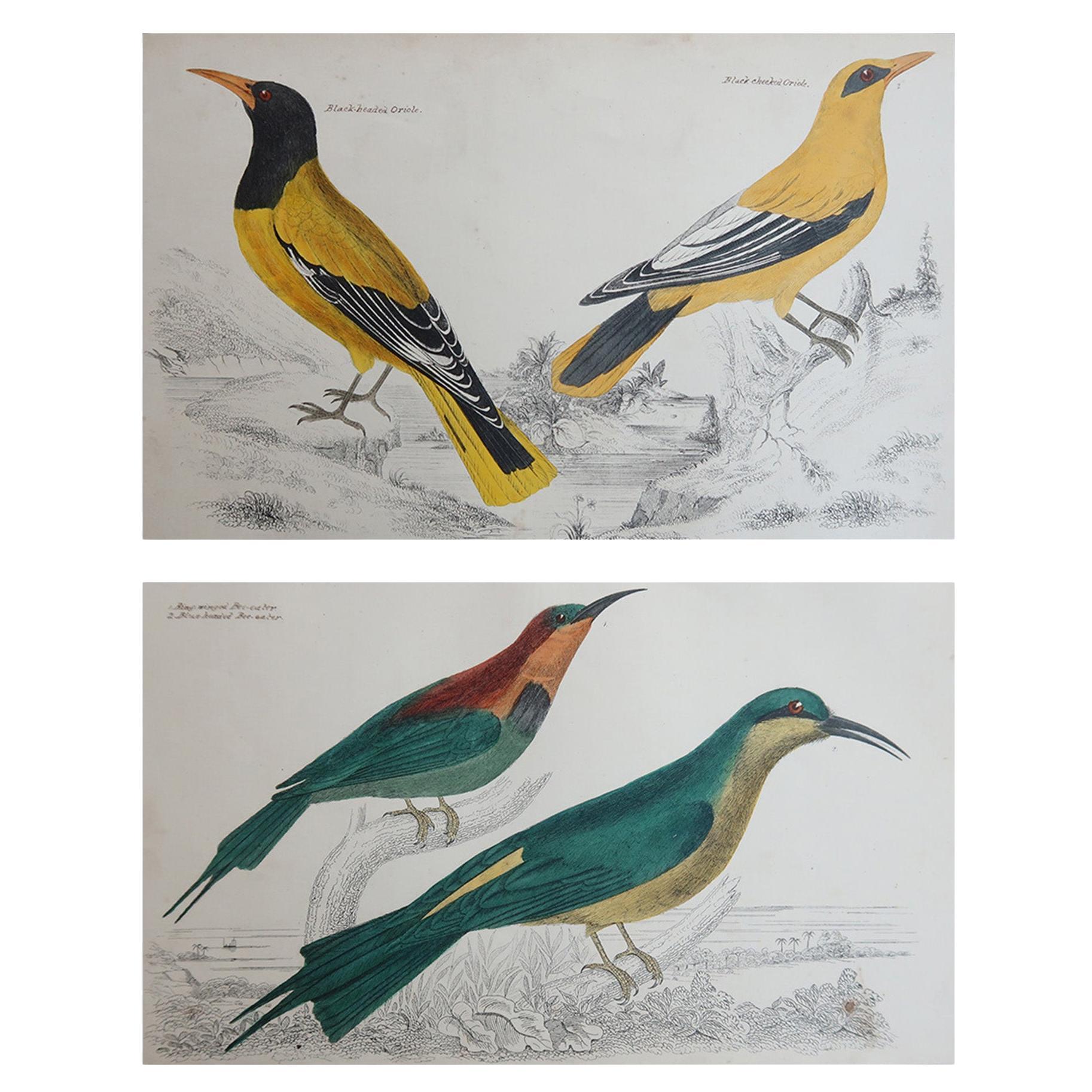 Grabados Antiguos Originales de Aves, Oriole y Abejarucos. 1847