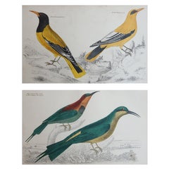 Stampe antiche originali di uccelli, rigogoli e gruccioni. 1847