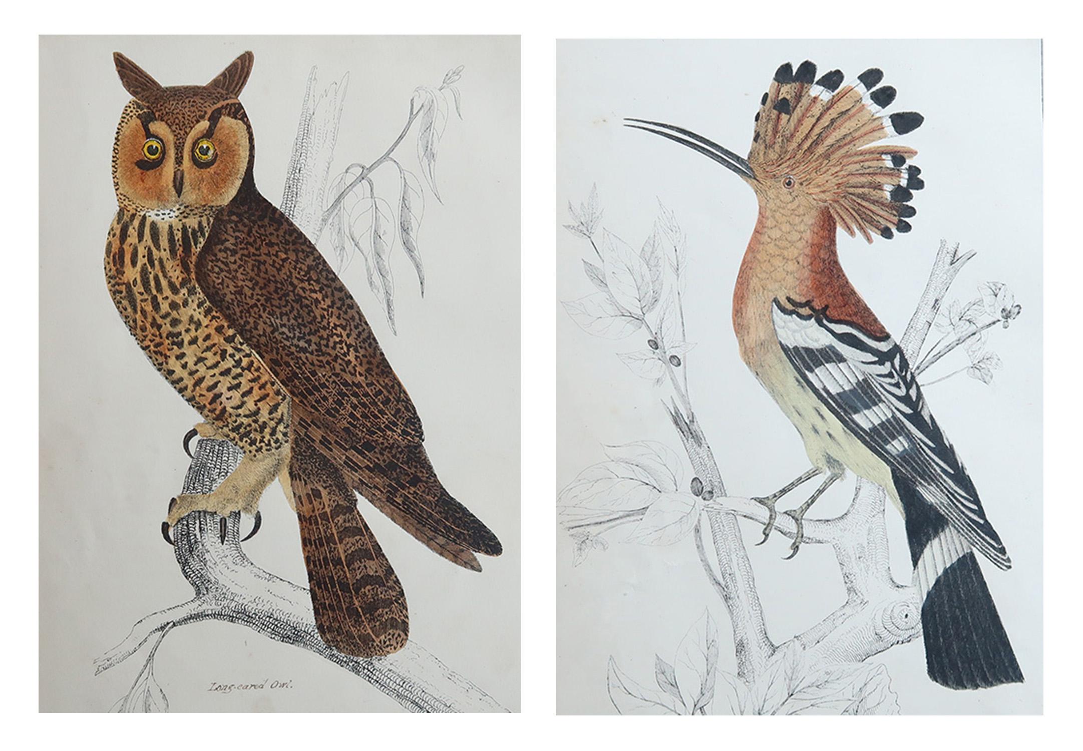 Arte popolare Stampe antiche originali di uccelli, gufo e upupa. 1847 in vendita