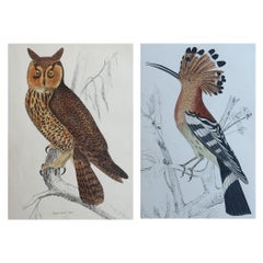 Original Antique Bird Prints, Owl and Hoopoe. 1847