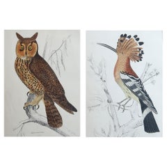 Original Antique Bird Prints, Owl and Hoopoe. 1847