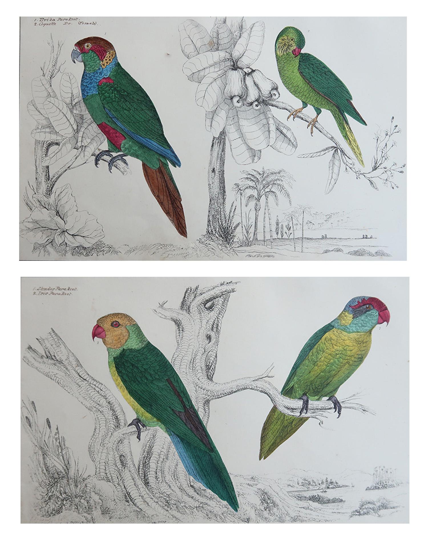 Tolle Bilder vom Sittich

Ungerahmt. 

Lithographien nach Cpt. Brown mit Original-Handkolorit.

Veröffentlicht, 1847.

Die Messung ist für 1 Druck

Kostenloser Versand







