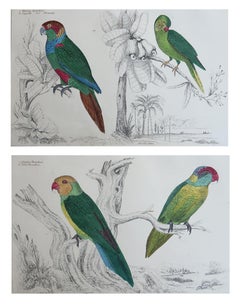 Original Antike Vogeldrucke, Parakeet. 1847