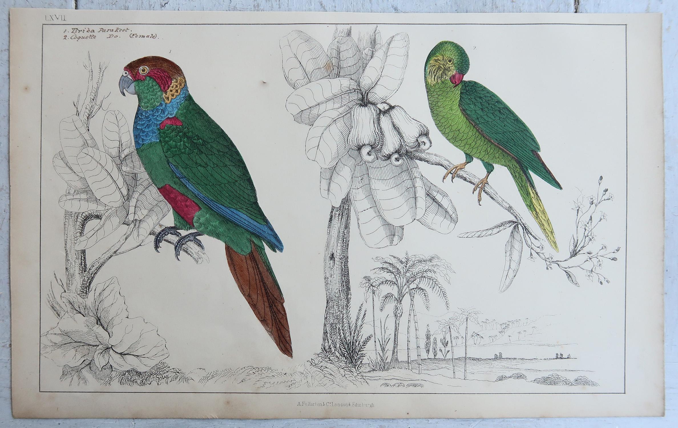 Original Antike Vogeldrucke, Parakeet. 1847 (Volkskunst) im Angebot