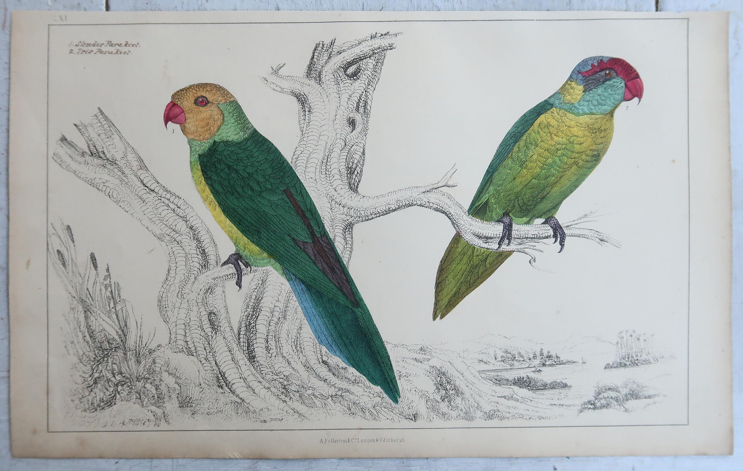 Original Antike Vogeldrucke, Parakeet. 1847 (Englisch) im Angebot