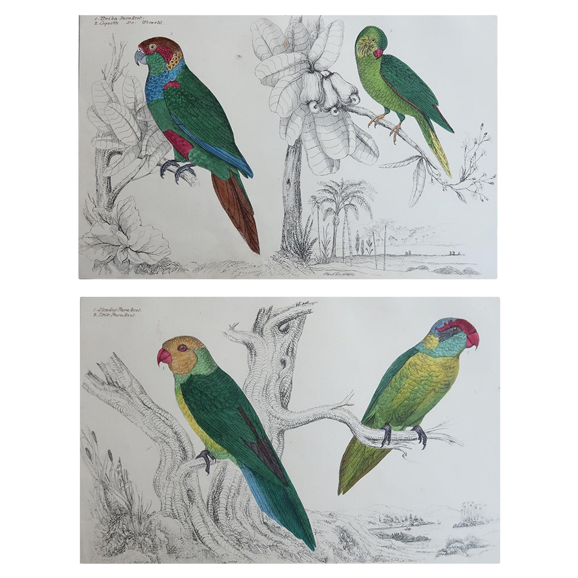 Grabados Antiguos Originales de Aves, Periquito. 1847