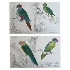 Stampe antiche originali di uccelli, parrocchetto. 1847