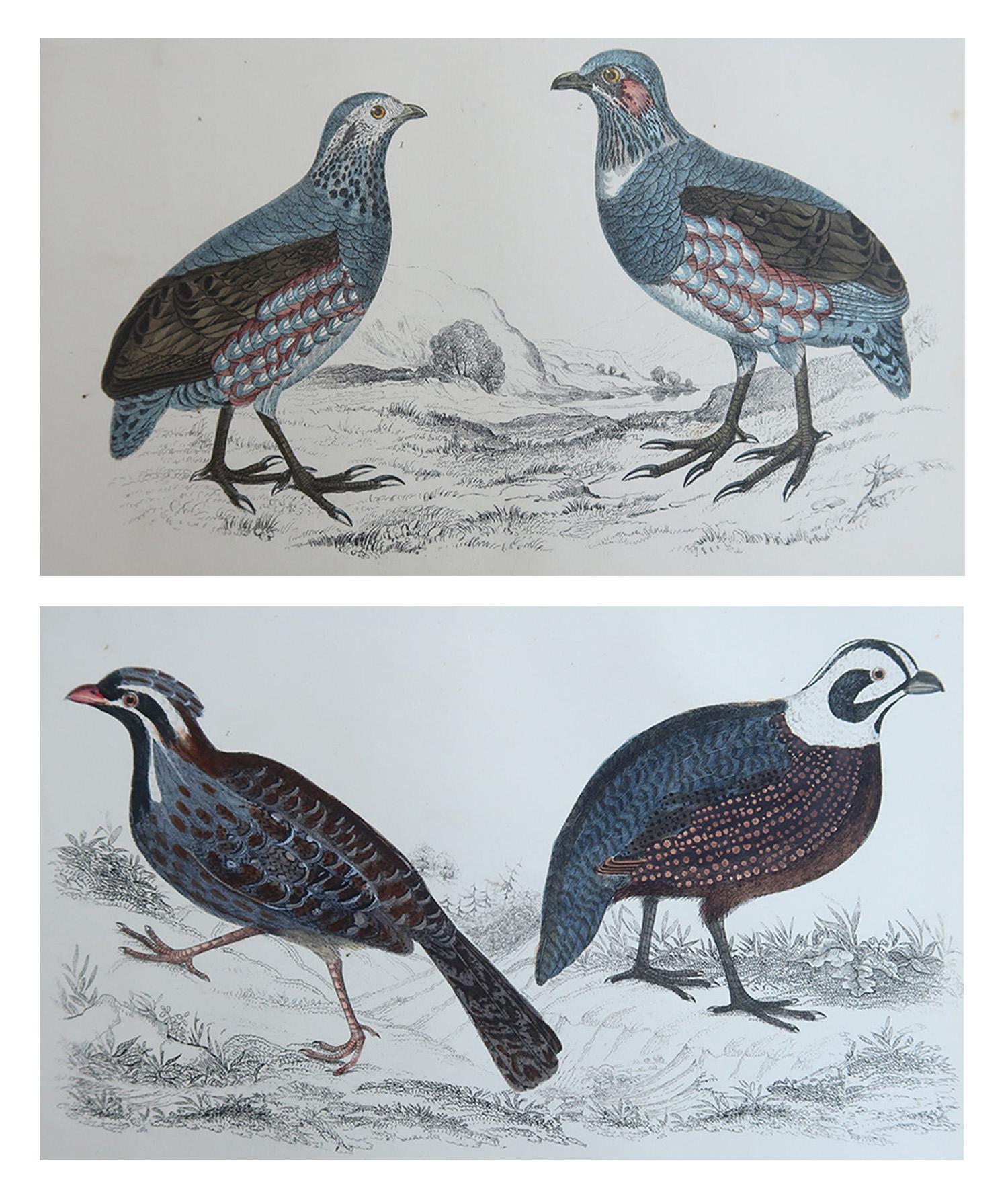 Tolle Bilder von Wachteln und Rebhühnern

Ungerahmt. 

Lithographien nach Cpt. Brown mit Original-Handkolorit.

Veröffentlicht, 1847.

Die Messung ist für 1 Druck

Kostenloser Versand







