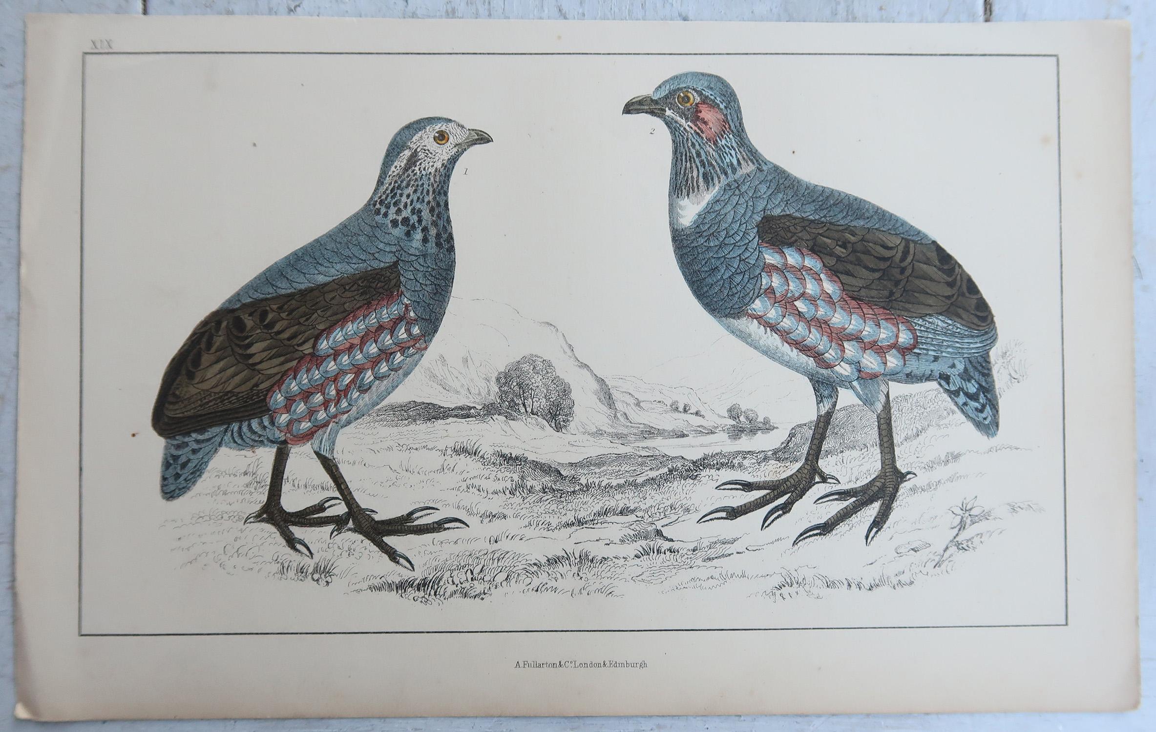 Original Antike Vogeldrucke, Quails und Teilridge. 1847 (Volkskunst) im Angebot