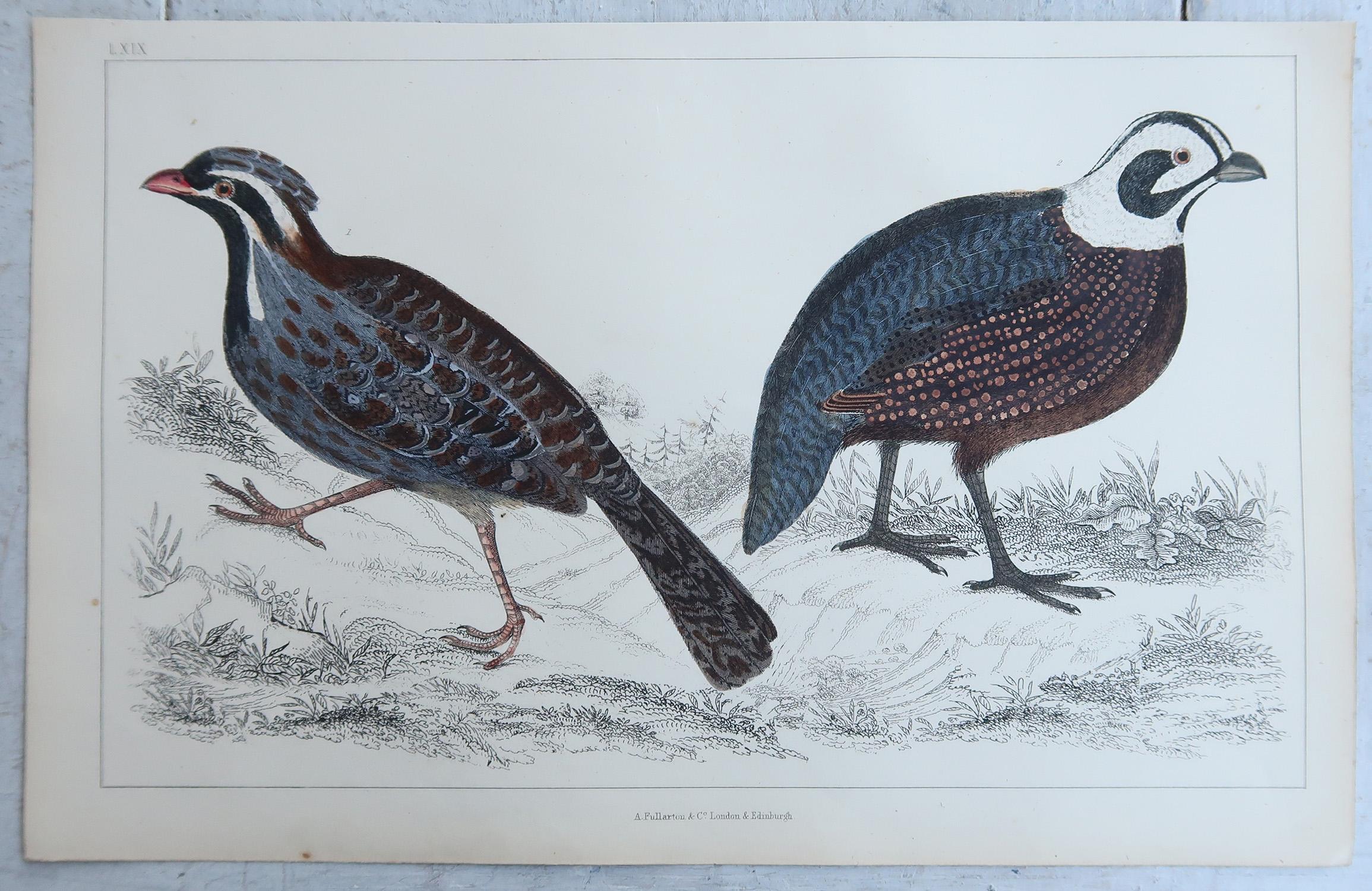 Original Antike Vogeldrucke, Quails und Teilridge. 1847 (Englisch) im Angebot