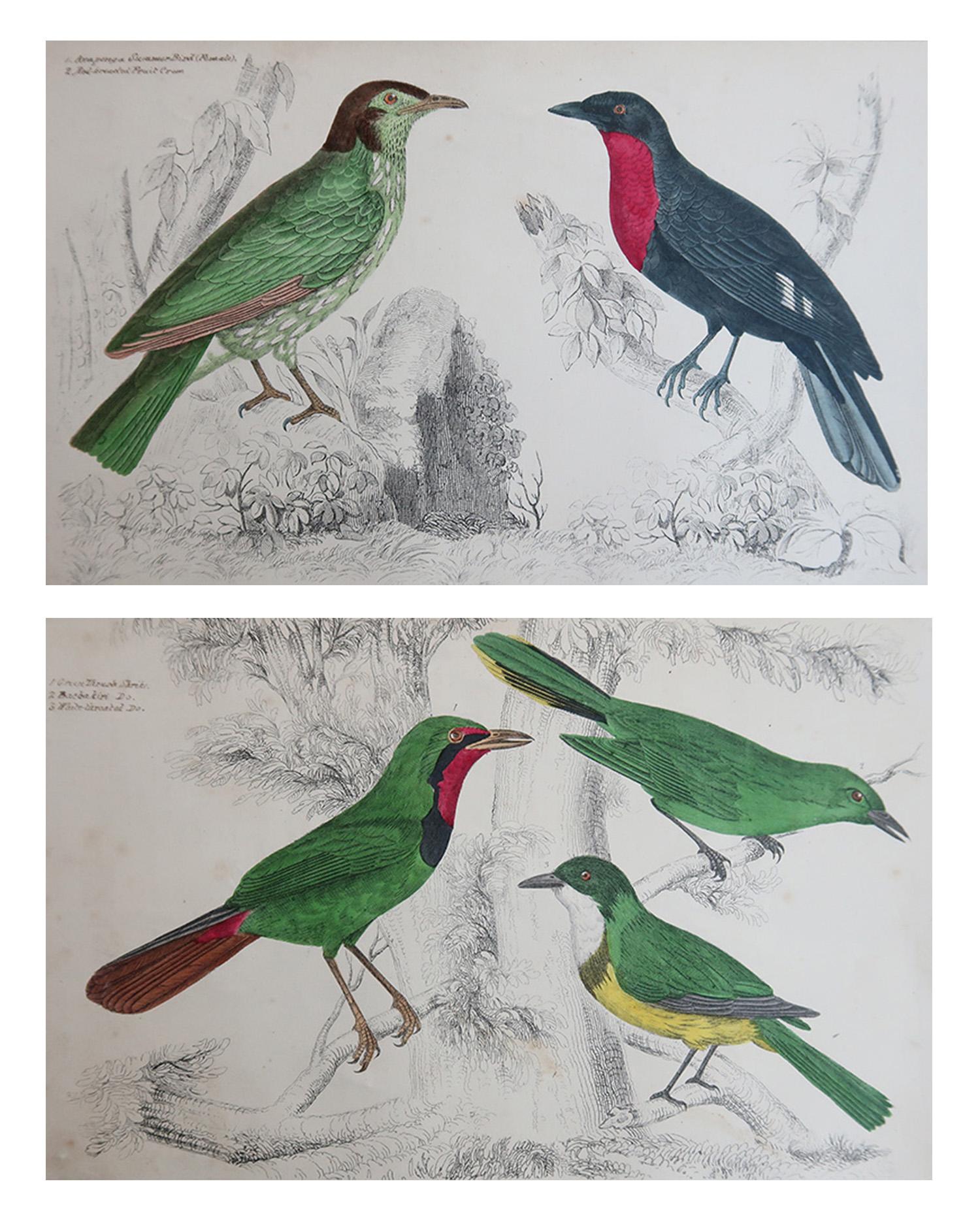 Magníficas imágenes de alcaudones y cuervos frugívoros

Sin enmarcar. 

Litografías según el Cpt. Brown con color original a mano.

Publicado, 1847.

La medida es para 1 impresión

Envío gratuito







