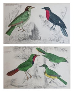 Original Antique Bird Prints, Shrike and Fruit Crows. 1847