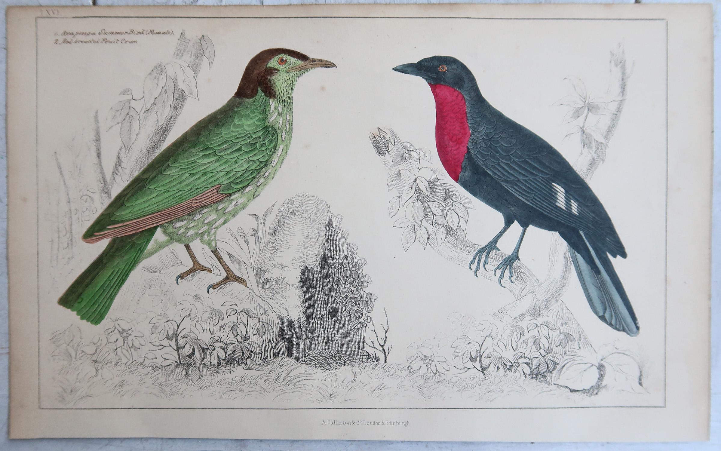 Grabados Antiguos Originales de Aves, Alcaudones y Cuervos Fruteros. 1847 Arte popular en venta