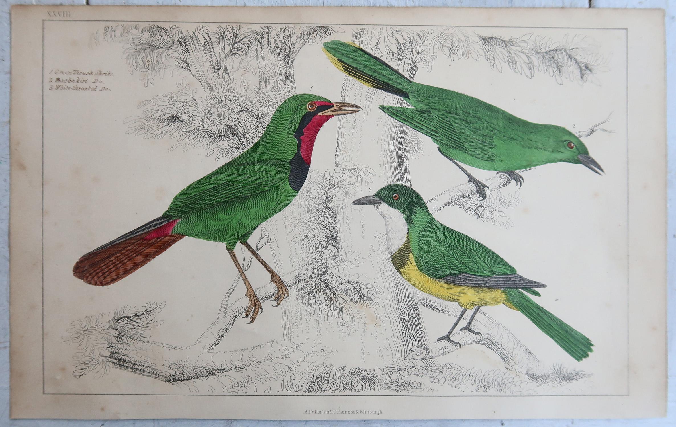 Grabados Antiguos Originales de Aves, Alcaudones y Cuervos Fruteros. 1847 Inglés en venta