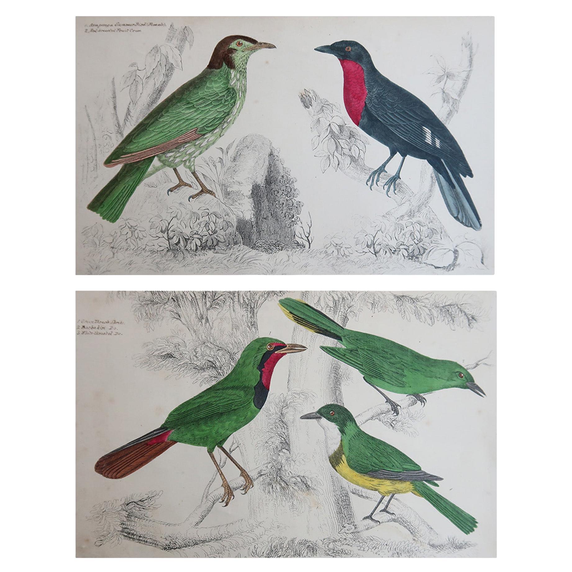 Original Antique Bird Prints, Shrike and Fruit Crows. 1847