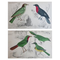 Stampe antiche originali di uccelli, Averla e Corvi da frutta. 1847